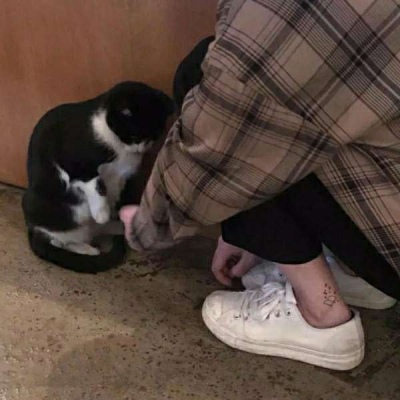 宠物头像 | 偶尔可恶 永远可爱