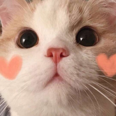 寻欢/2025超可爱的猫咪头像/啊～ 是你的喵丢了吗