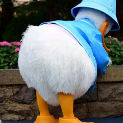 鸭鸭头像｜每天都是开心的一天鸭