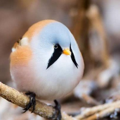 圆滚滚，我是世界小可爱，萌萌哒。