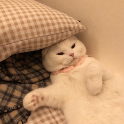 敲鸡可耐的喵咪头像哦。?