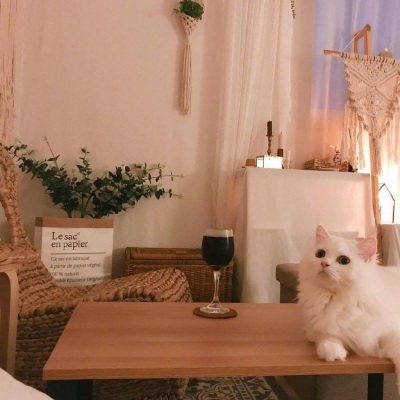 宅家的日子- ​​​猫咪背景图