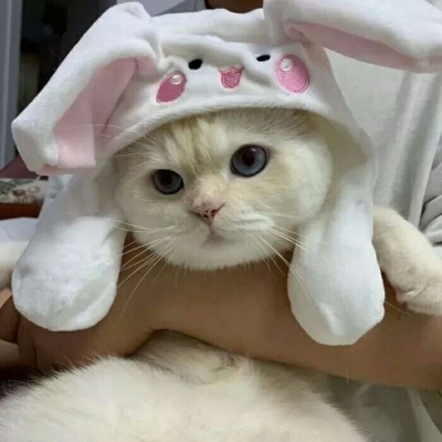 安奈 微信萌宠头像 所有的苦难与背负尽头 都是行云流水的此世光阴