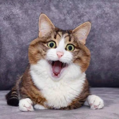 千鹤/超搞怪猫咪连拍/今天你有开心吗