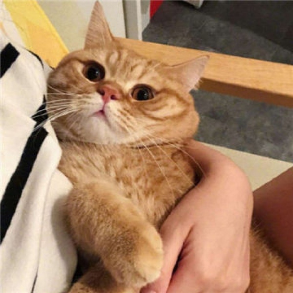 沈曦：可爱猫咪头像