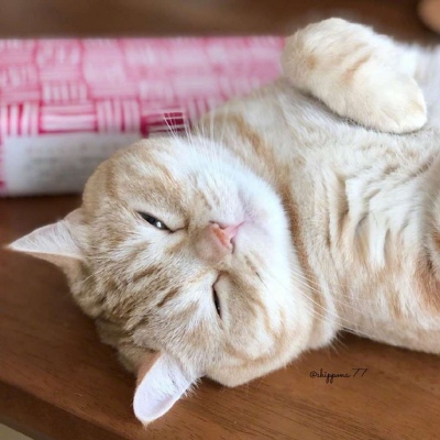 橘猫头像，日常犯困
