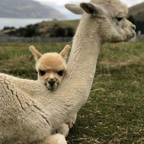 羊驼/头像背景图/治愈系羊驼