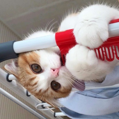 橘猫头像/每一只橘猫都是上帝派来的天使啊 ​​​