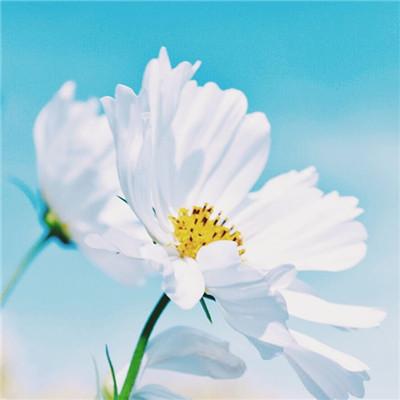 2025微信吉利好运头像      风花入眼藏