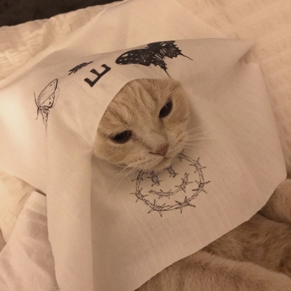 萌宠搞怪动物头像