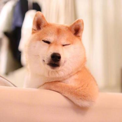 微信头像狗狗高清图片    十秒萌定你