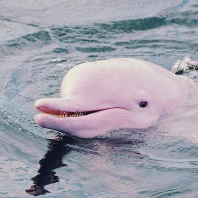 带给人好运的微信头像 戳个赞 明天会收到一条好消息