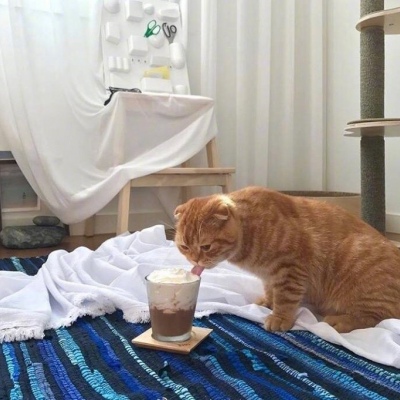 卧室背景图/猫咪/我们会有家的 也会有猫的 ​​​