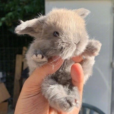 冷澈/蠢萌蠢萌的兔子头像//