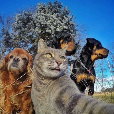 沙雕猫咪自拍头像