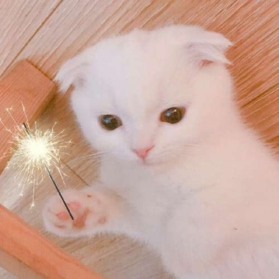 九妄.你怎么可以这么可爱啊——小猫咪