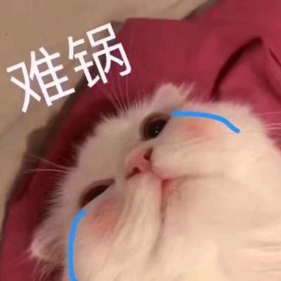 沙雕可爱小喵咪来问候你啦