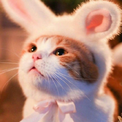 白灏宇:微信头像/可爱/猫咪/少女心/女生