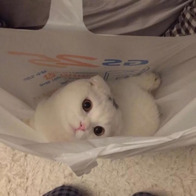 可爱萌宠头像     哥嫂本无缘，全靠我借钱