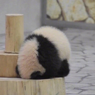 林弦 可爱熊猫头像
