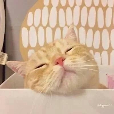 可爱猫咪，萌到你心化