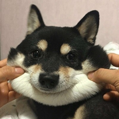 小狗头像，希望大家喜欢?