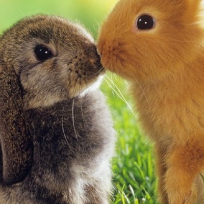 可可爱爱小动物