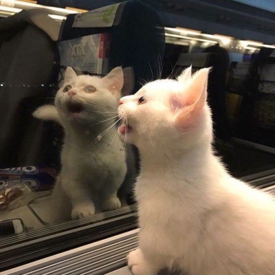 苏瓷:可爱猫咪头像（宠物 可爱 微信 猫咪 卡哇伊）