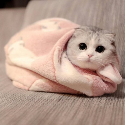 猫咪头像|其实...我养猫就够了 ​​​