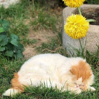 公园里的猫/鲜花与猫咪/背景图