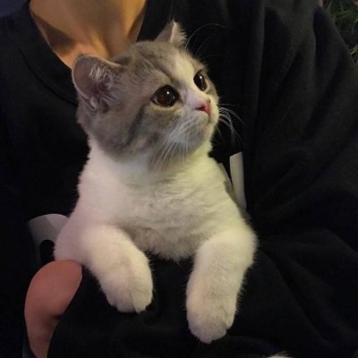 超可爱的猫啊