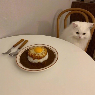 白猫下午茶  萌宠头像 cat