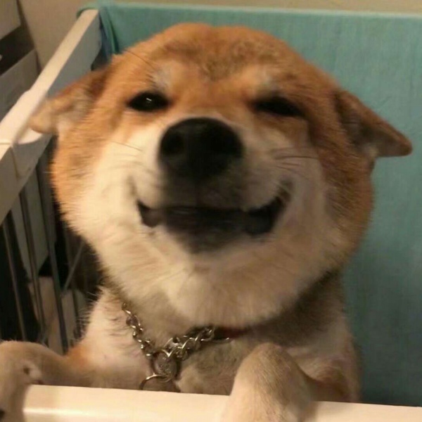 可耐大黄/傻屌/狗头/哈哈