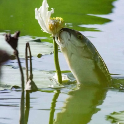 快去次掉亲戚朋友的荷花趴！