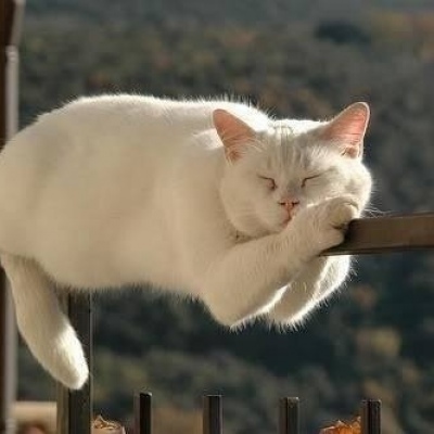 可爱白猫头像