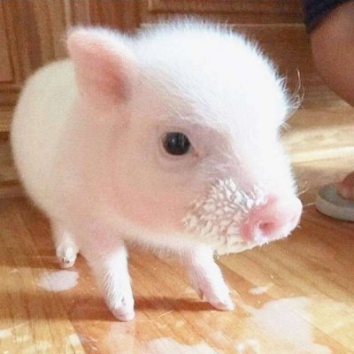 可爱猪头像?