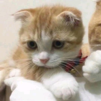 允言：可爱的小动物系列/超级喜欢你 嘴上三分 心里十分.