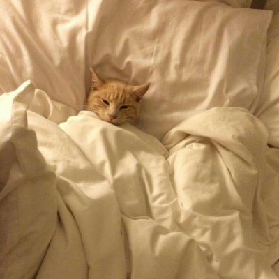 苏瓷:可爱宠物头像（微信 可爱 猫咪 宠物）