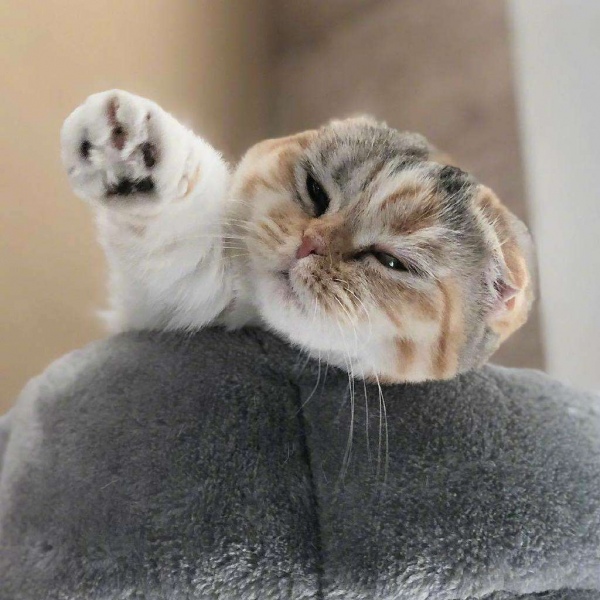 可爱猫咪头像/分享有猫的快乐