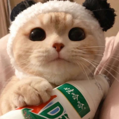 猫咪头像   好可爱ớ ₃ờ