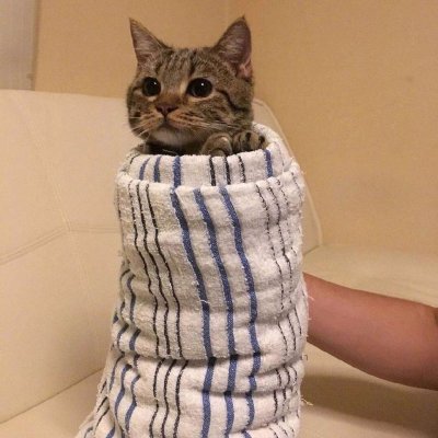 苏苏:
有没有被萌到呢