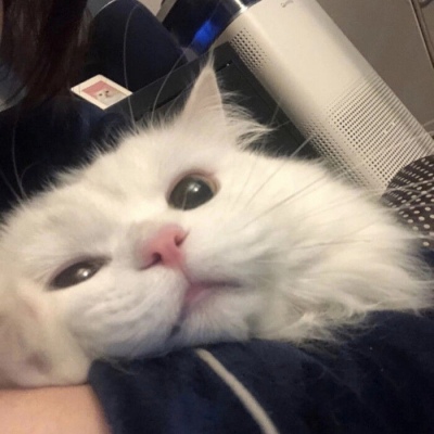 可爱猫咪头像 生命的意义 就是成为你自己