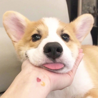 萌宠头像 点赞的你 最近好运加倍 喜欢图几吖