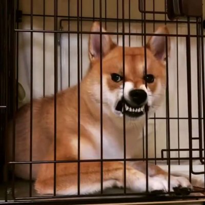 萌狗狗，请看在萌狗的面子关注我