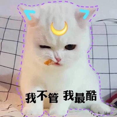 猫咪头像可爱微信头像  日常吸猫啦