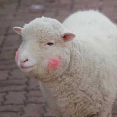 只要我足够沙雕 烦恼就追不上我（1）