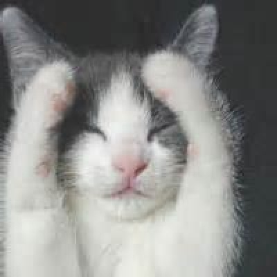 诗音//超可爱的猫咪来袭