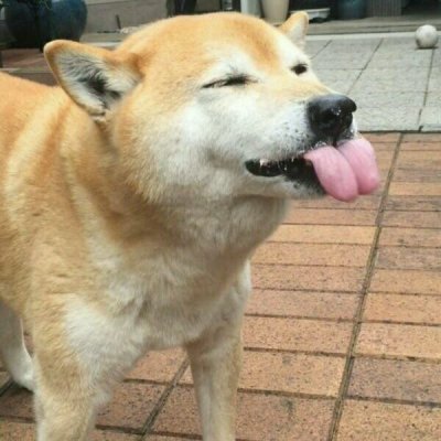 狗?子头像，可爱