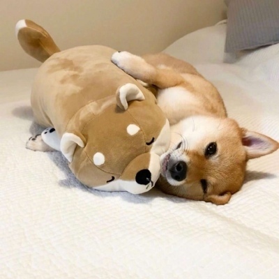 柠七:可爱狗狗/快把我带走吧