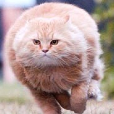 胖胖的我，灰奔而来。